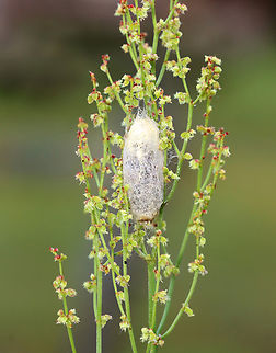 Case/Cocoon - Lepidoptera Some sort of case or cocoon with a gooey opening. I assume a larva lives inside.

Habitat: Garden
https://www.jungledragon.com/image/150814/casecocoon_-_lepidoptera.html Geotagged,Spring,United States