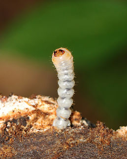 Beetle Larva - Cerambycidae This larva was sticking straight up out of a rotting log and was swaying back and forth. I wasn't sure if it's rear was stuck in the wood and it was trying to get free or what. Maybe it was just dancing to the music in its head.

Habitat: Rotting log; mixed forest
https://www.jungledragon.com/image/150922/beetle_larva_-_cerambycidae.html Geotagged,Spring,United States,beetle,cerambycidae,coleoptera,larva