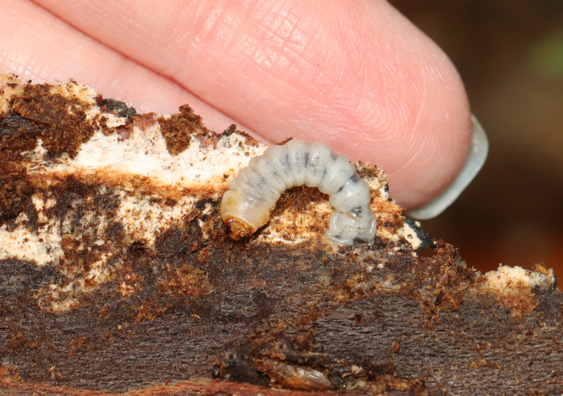 Beetle Larva - Cerambycidae This larva was sticking straight up out of a rotting log and was swaying back and forth. I wasn't sure if it's rear was stuck in the wood and it was trying to get free or what. Maybe it was just dancing to the music in its head.<br />
<br />
Habitat: Rotting log; mixed forest<br />
<figure class="photo"><a href="https://www.jungledragon.com/image/150921/beetle_larva_-_cerambycidae.html" title="Beetle Larva - Cerambycidae"><img src="https://s3.amazonaws.com/media.jungledragon.com/images/3232/150921_thumb.jpg?AWSAccessKeyId=05GMT0V3GWVNE7GGM1R2&Expires=1759968010&Signature=1wT9MwNuqZd62sA72adDnKyahnU%3D" width="122" height="152" alt="Beetle Larva - Cerambycidae This larva was sticking straight up out of a rotting log and was swaying back and forth. I wasn't sure if it's rear was stuck in the wood and it was trying to get free or what. Maybe it was just dancing to the music in its head.<br />
<br />
Habitat: Rotting log; mixed forest<br />
https://www.jungledragon.com/image/150922/beetle_larva_-_cerambycidae.html Geotagged,Spring,United States,beetle,cerambycidae,coleoptera,larva" /></a></figure> Geotagged,Spring,United States