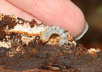 Beetle Larva - Cerambycidae This larva was sticking straight up out of a rotting log and was swaying back and forth. I wasn't sure if it's rear was stuck in the wood and it was trying to get free or what. Maybe it was just dancing to the music in its head.<br />
<br />
Habitat: Rotting log; mixed forest<br />
https://www.jungledragon.com/image/150921/beetle_larva_-_cerambycidae.html Geotagged,Spring,United States