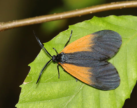 Orange-patched Smoky Moth - Pyromorpha dimidiata Habitat: Mixed forest Geotagged,Orange-Patched Smoky Moth,Pyromorpha dimidiata,Spring,United States,Zygaenidae,lepidoptera,moth,pyromorpha