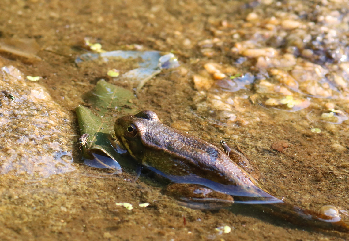 Froglet - Lithobates clamitans Almost an adult, but it still had its tail.<br />
<br />
Habitat: Sadly shallow woodland pond Geotagged,Green frog,Lithobates,Lithobates clamitans,Spring,United States,frog,froglet