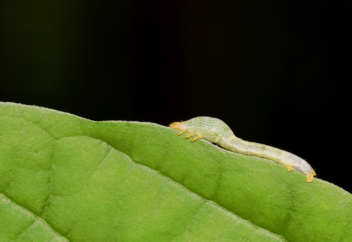 Tulip-tree beauty Caterpillar - Epimecis hortaria Habitat: Mixed forest Epimecis hortaria,Geotagged,Spring,Tulip-tree beauty,United States,caterpillar,epimecis,geometridae,larva