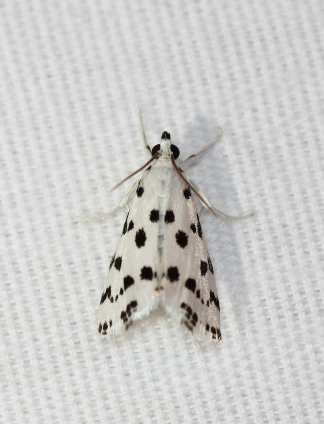 Spotted Peppergrass Moth - Eustixia pupula Habitat: Attracted to a 395 nm LED light; semi-rural area<br />
<br />
2023 (19) Eustixia,Eustixia pupula,Geotagged,Spotted Peppergrass Moth,Summer,United States,crambidae,moth