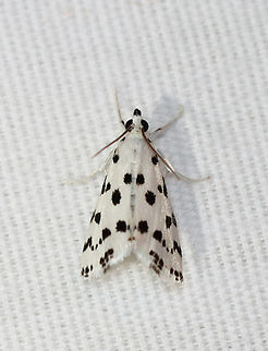 Spotted Peppergrass Moth - Eustixia pupula Habitat: Attracted to a 395 nm LED light; semi-rural area

2023 (19) Eustixia,Eustixia pupula,Geotagged,Spotted Peppergrass Moth,Summer,United States,crambidae,moth