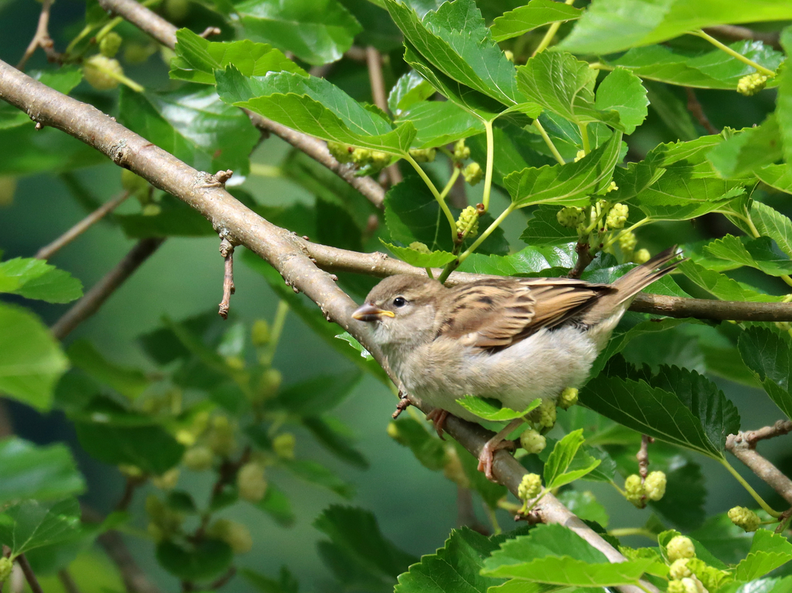 House Sparrow (Juvenile) - Passer domesticus This bird was following one of its parents, begging for food. Yet, it easily could have plucked its own mulberries off the branch it was sitting on. <br />
<br />
Habitat: Mulberry tree; rural yard Geotagged,House sparrow,Passer domesticus,Summer,United States,mulberry,passer,sparrow