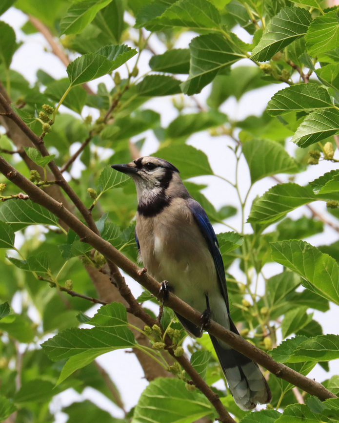 Blue Jay - Cyanocitta cristata Habitat: Mulberry tree; rural yard Blue jay,Cyanocitta cristata,Geotagged,Summer,United States,cyanocitta,mulberry