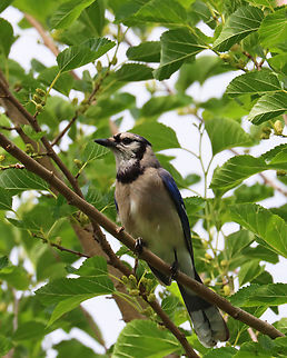 Blue Jay - Cyanocitta cristata Habitat: Mulberry tree; rural yard Blue jay,Cyanocitta cristata,Geotagged,Summer,United States,cyanocitta,mulberry