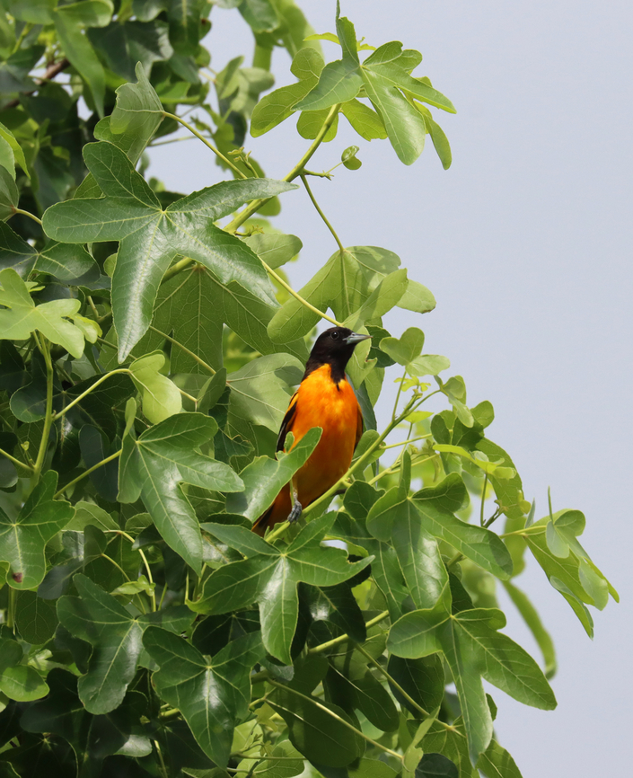 Baltimore Oriole - Icterus galbula Waiting for its turn at the mulberry tree.<br />
<br />
Habitat: Rural yard Baltimore oriole,Geotagged,Icterus galbula,Summer,United States,icterus,mulberry,oriole