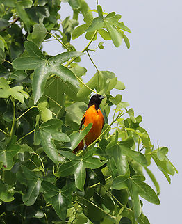 Baltimore Oriole - Icterus galbula Waiting for its turn at the mulberry tree.

Habitat: Rural yard Baltimore oriole,Geotagged,Icterus galbula,Summer,United States,icterus,mulberry,oriole
