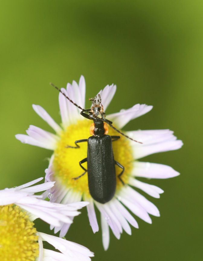 Soldier Beetle - Podabrus frater Washing its face in the rain.<br />
<br />
Habitat: Garden Cantharidae,Geotagged,Podabrus,Podabrus frater,Summer,United States,beetle,coleoptera,soldier beetle