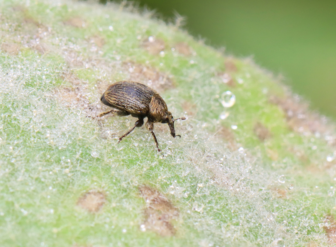 Mullein Weevil - Rhinusa tetra I saw a bunch of these weevils on mullein. One in particular appeared to be dancing. So, I took a video. It wasn&#039;t until afterwards that I realized it was mating with a smaller weevil underneath it, which explains the &quot;dancing&quot;, hehe.<br />
<br />
Habitat: On mullein in a garden<br />
<br />
<section class="video"><iframe width="448" height="252" src="https://player.vimeo.com/video/842266692?title=0&byline=0&portrait=0" frameborder="0"></iframe></section><br />
<br />
<figure class="photo"><a href="https://www.jungledragon.com/image/151003/mullein_weevil_-_rhinusa_tetra.html" title="Mullein Weevil - Rhinusa tetra"><img src="https://s3.amazonaws.com/media.jungledragon.com/images/3232/151003_thumb.jpg?AWSAccessKeyId=05GMT0V3GWVNE7GGM1R2&Expires=1759968010&Signature=zt%2BTDW1lbT3yFhGJ1uaklTg3CDA%3D" width="130" height="152" alt="Mullein Weevil - Rhinusa tetra **In this photo you can see the smaller female weevil underneath**<br />
<br />
I saw a bunch of these weevils on mullein. One in particular appeared to be dancing. So, I took a video. It wasn&#039;t until afterwards that I realized it was mating with a smaller weevil underneath it, which explains the &quot;dancing&quot;, hehe.<br />
<br />
Habitat: On mullein in a garden<br />
<br />
https://vimeo.com/842266692<br />
<br />
https://www.jungledragon.com/image/151002/mullein_weevil_-_rhinusa_tetra.html Geotagged,Rhinusa tetra,Summer,United States" /></a></figure> Curculionidae,Geotagged,Rhinusa,Rhinusa tetra,Summer,United States,beetle,coleoptera,mullein weevil,weevil