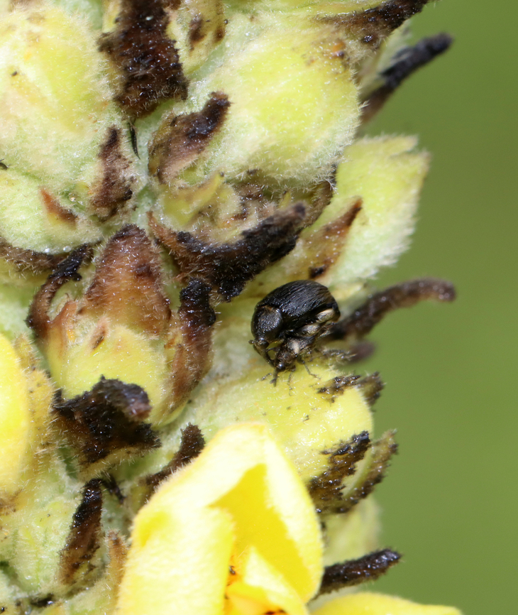 Mullein Weevil - Rhinusa tetra **In this photo you can see the smaller female weevil underneath**<br />
<br />
I saw a bunch of these weevils on mullein. One in particular appeared to be dancing. So, I took a video. It wasn&#039;t until afterwards that I realized it was mating with a smaller weevil underneath it, which explains the &quot;dancing&quot;, hehe.<br />
<br />
Habitat: On mullein in a garden<br />
<br />
<section class="video"><iframe width="448" height="252" src="https://player.vimeo.com/video/842266692?title=0&byline=0&portrait=0" frameborder="0"></iframe></section><br />
<br />
<figure class="photo"><a href="https://www.jungledragon.com/image/151002/mullein_weevil_-_rhinusa_tetra.html" title="Mullein Weevil - Rhinusa tetra"><img src="https://s3.amazonaws.com/media.jungledragon.com/images/3232/151002_thumb.jpg?AWSAccessKeyId=05GMT0V3GWVNE7GGM1R2&Expires=1759968010&Signature=KqPFayMuEO113%2B9MQVt54kb15cs%3D" width="200" height="148" alt="Mullein Weevil - Rhinusa tetra I saw a bunch of these weevils on mullein. One in particular appeared to be dancing. So, I took a video. It wasn&#039;t until afterwards that I realized it was mating with a smaller weevil underneath it, which explains the &quot;dancing&quot;, hehe.<br />
<br />
Habitat: On mullein in a garden<br />
<br />
https://vimeo.com/842266692<br />
<br />
https://www.jungledragon.com/image/151003/mullein_weevil_-_rhinusa_tetra.html Curculionidae,Geotagged,Rhinusa,Rhinusa tetra,Summer,United States,beetle,coleoptera,mullein weevil,weevil" /></a></figure> Geotagged,Rhinusa tetra,Summer,United States