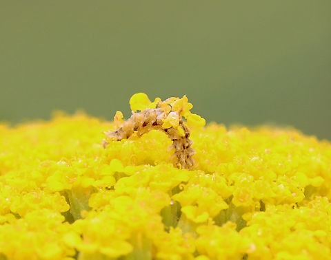 Wavy-lined Emerald Caterpillar - Synchlora aerata They camouflage themselves with flower bits as they feed.

Habitat: Garden
https://www.jungledragon.com/image/151006/wavy-lined_emerald_caterpillar_-_synchlora_aerata.html Geotagged,Summer,Synchlora aerata,United States,Wavy-lined emerald moth