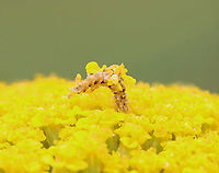 Wavy-lined Emerald Caterpillar - Synchlora aerata They camouflage themselves with flower bits as they feed.<br />
<br />
Habitat: Garden<br />
https://www.jungledragon.com/image/151006/wavy-lined_emerald_caterpillar_-_synchlora_aerata.html Geotagged,Summer,Synchlora aerata,United States,Wavy-lined emerald moth