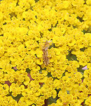 Wavy-lined Emerald Caterpillar - Synchlora aerata They camouflage themselves with flower bits as they feed.<br />
<br />
Habitat: Garden<br />
https://www.jungledragon.com/image/151005/wavy-lined_emerald_caterpillar_-_synchlora_aerata.html Geotagged,Summer,Synchlora,Synchlora aerata,United States,Wavy-lined emerald moth,caterpillar,larva,moth