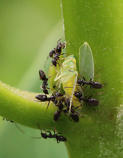 Stink Ants (Tapinoma sessile) This was disturbing as the hopper (teneral, I think) was still alive, but couldn't fight off the ants. I considered flicking the ants off the hopper, but the little buggers had already ripped off a wing and chomped into its abdomen. 

I found groups of these ants attacking/feasting on other insects.

Habitat: Garden
https://www.jungledragon.com/image/151009/stink_ants_tapinoma_sessile.html Geotagged,Odorous House Ant,Summer,Tapinoma sessile,United States