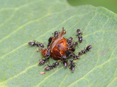 Stink Ants (Tapinoma sessile) I found groups of these ants attacking/feasting on other insects. I think their prey here was a beetle.

Habitat: Garden
https://www.jungledragon.com/image/151007/stink_ants_tapinoma_sessile.html Geotagged,Odorous House Ant,Summer,Tapinoma,Tapinoma sessile,United States,ants,stink ants