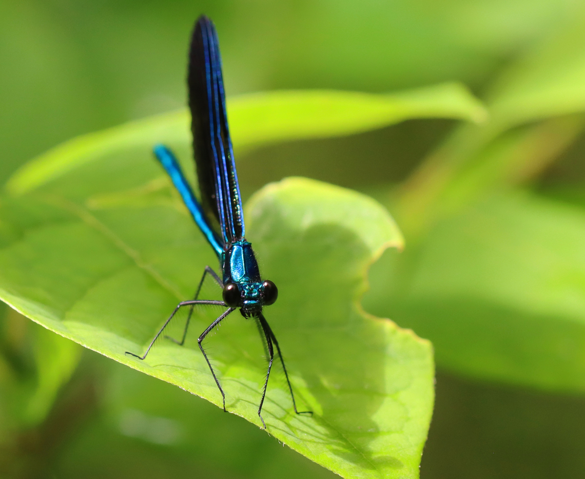 Ebony Jewelwing - Calopteryx maculata Habitat: Pondside; deciduous forest Calopteryx,Calopteryx maculata,Ebony Jewelwing,Geotagged,Summer,United States,damselfly
