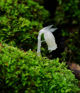Ghost Pipe - Monotropa uniflora Habitat: Growing in moss; Deciduous forest Geotagged,Ghost Pipes,Monotropa uniflora,Summer,United States,monotropa