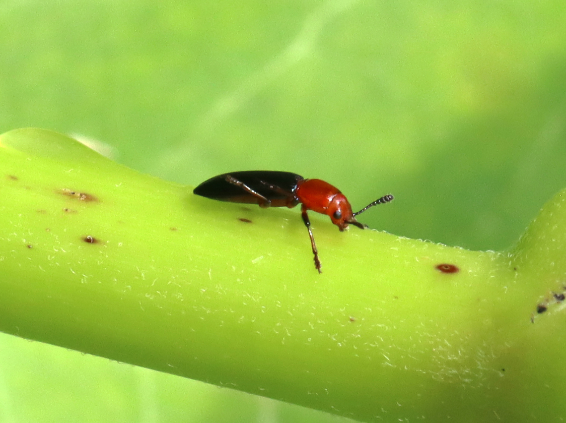 Clover Stem Borer - Languria mozardi I took this photo from a few feet away because there was a patch of poison ivy that I wasn&#039;t willing to walk through.<br />
<br />
Habitat: Spotted on a milkweed stem in a meadow Erotylidae,Geotagged,Languria,Languria mozardi,Summer,United States,beetle,clover stem borer,coleoptera