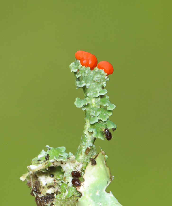 British Soldier Lichen - Cladonia cristatella The mites are currently chilling in my fridge so I can take pics of them with my microscope later.<br />
<br />
Habitat: Growing on an old bench; pondside in a deciduous forest British soldier lichen,Cladonia cristatella,Geotagged,Summer,United States,cladonia,lichen