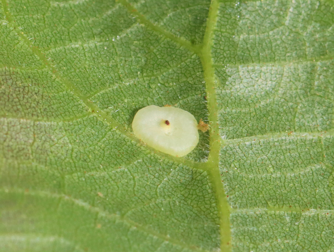 Hickory Gall Midge - Caryomyia biretta Host: Carya sp.<br />
<figure class="photo"><a href="https://www.jungledragon.com/image/151014/hickory_gall_midge_-_caryomyia_biretta.html" title="Hickory Gall Midge - Caryomyia biretta"><img src="https://s3.amazonaws.com/media.jungledragon.com/images/3232/151014_thumb.jpg?AWSAccessKeyId=05GMT0V3GWVNE7GGM1R2&Expires=1759968010&Signature=WXlbLWos%2FkUh%2B48REtfP8aUNJ0Y%3D" width="200" height="152" alt="Hickory Gall Midge - Caryomyia biretta Host: Carya sp.<br />
https://www.jungledragon.com/image/151014/hickory_gall_midge_-_caryomyia_biretta.html<br />
https://www.jungledragon.com/image/151016/hickory_gall_midge_-_caryomyia_biretta.html<br />
https://www.jungledragon.com/image/151015/hickory_gall_midge_-_caryomyia_biretta.html Caryomyia biretta,Geotagged,Summer,United States" /></a></figure><br />
<figure class="photo"><a href="https://www.jungledragon.com/image/151016/hickory_gall_midge_-_caryomyia_biretta.html" title="Hickory Gall Midge - Caryomyia biretta"><img src="https://s3.amazonaws.com/media.jungledragon.com/images/3232/151016_thumb.jpg?AWSAccessKeyId=05GMT0V3GWVNE7GGM1R2&Expires=1759968010&Signature=LwEy87EVT19MaS%2BUS%2FLe9QdzViA%3D" width="200" height="168" alt="Hickory Gall Midge - Caryomyia biretta Host: Carya sp.<br />
https://www.jungledragon.com/image/151014/hickory_gall_midge_-_caryomyia_biretta.html<br />
https://www.jungledragon.com/image/151016/hickory_gall_midge_-_caryomyia_biretta.html<br />
https://www.jungledragon.com/image/151015/hickory_gall_midge_-_caryomyia_biretta.html Caryomyia biretta,Geotagged,Summer,United States" /></a></figure><br />
<figure class="photo"><a href="https://www.jungledragon.com/image/151015/hickory_gall_midge_-_caryomyia_biretta.html" title="Hickory Gall Midge - Caryomyia biretta"><img src="https://s3.amazonaws.com/media.jungledragon.com/images/3232/151015_thumb.jpg?AWSAccessKeyId=05GMT0V3GWVNE7GGM1R2&Expires=1759968010&Signature=ZZQHqfnXAoLlES7IuC55lD6p2qU%3D" width="126" height="152" alt="Hickory Gall Midge - Caryomyia biretta Host: Carya sp.<br />
https://www.jungledragon.com/image/151014/hickory_gall_midge_-_caryomyia_biretta.html<br />
https://www.jungledragon.com/image/151016/hickory_gall_midge_-_caryomyia_biretta.html<br />
https://www.jungledragon.com/image/151015/hickory_gall_midge_-_caryomyia_biretta.html Caryomyia biretta,Geotagged,Summer,United States,carya,caryomyia,gall,gall midge,hickory gall midge" /></a></figure> Caryomyia biretta,Geotagged,Summer,United States