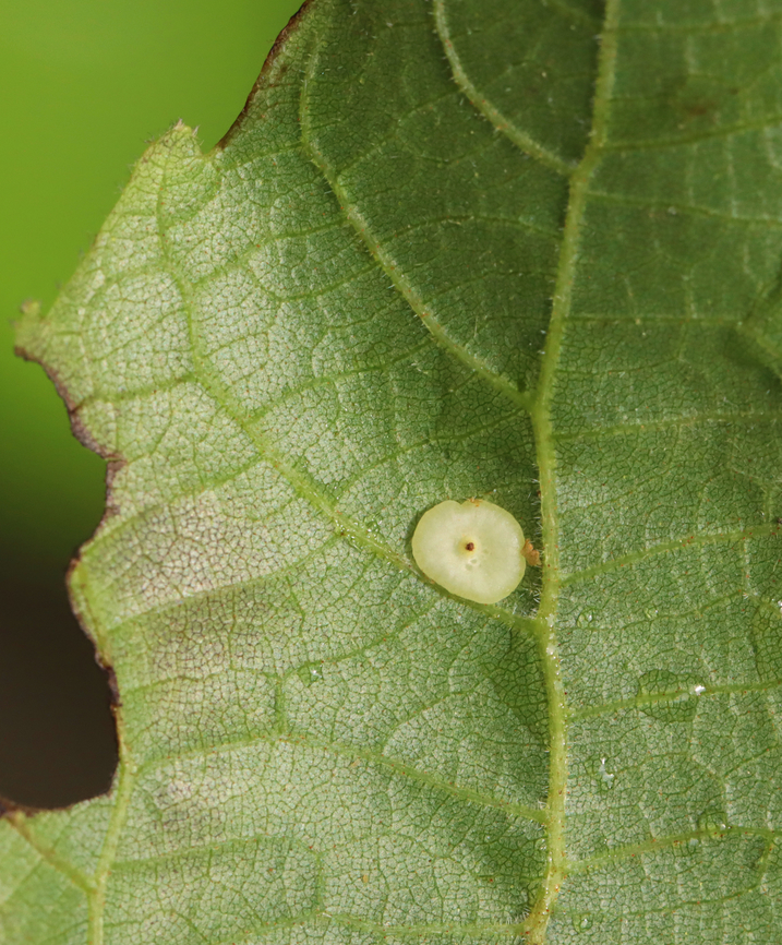Hickory Gall Midge - Caryomyia biretta Host: Carya sp.<br />
<figure class="photo"><a href="https://www.jungledragon.com/image/151014/hickory_gall_midge_-_caryomyia_biretta.html" title="Hickory Gall Midge - Caryomyia biretta"><img src="https://s3.amazonaws.com/media.jungledragon.com/images/3232/151014_thumb.jpg?AWSAccessKeyId=05GMT0V3GWVNE7GGM1R2&Expires=1759968010&Signature=WXlbLWos%2FkUh%2B48REtfP8aUNJ0Y%3D" width="200" height="152" alt="Hickory Gall Midge - Caryomyia biretta Host: Carya sp.<br />
https://www.jungledragon.com/image/151014/hickory_gall_midge_-_caryomyia_biretta.html<br />
https://www.jungledragon.com/image/151016/hickory_gall_midge_-_caryomyia_biretta.html<br />
https://www.jungledragon.com/image/151015/hickory_gall_midge_-_caryomyia_biretta.html Caryomyia biretta,Geotagged,Summer,United States" /></a></figure><br />
<figure class="photo"><a href="https://www.jungledragon.com/image/151016/hickory_gall_midge_-_caryomyia_biretta.html" title="Hickory Gall Midge - Caryomyia biretta"><img src="https://s3.amazonaws.com/media.jungledragon.com/images/3232/151016_thumb.jpg?AWSAccessKeyId=05GMT0V3GWVNE7GGM1R2&Expires=1759968010&Signature=LwEy87EVT19MaS%2BUS%2FLe9QdzViA%3D" width="200" height="168" alt="Hickory Gall Midge - Caryomyia biretta Host: Carya sp.<br />
https://www.jungledragon.com/image/151014/hickory_gall_midge_-_caryomyia_biretta.html<br />
https://www.jungledragon.com/image/151016/hickory_gall_midge_-_caryomyia_biretta.html<br />
https://www.jungledragon.com/image/151015/hickory_gall_midge_-_caryomyia_biretta.html Caryomyia biretta,Geotagged,Summer,United States" /></a></figure><br />
<figure class="photo"><a href="https://www.jungledragon.com/image/151015/hickory_gall_midge_-_caryomyia_biretta.html" title="Hickory Gall Midge - Caryomyia biretta"><img src="https://s3.amazonaws.com/media.jungledragon.com/images/3232/151015_thumb.jpg?AWSAccessKeyId=05GMT0V3GWVNE7GGM1R2&Expires=1759968010&Signature=ZZQHqfnXAoLlES7IuC55lD6p2qU%3D" width="126" height="152" alt="Hickory Gall Midge - Caryomyia biretta Host: Carya sp.<br />
https://www.jungledragon.com/image/151014/hickory_gall_midge_-_caryomyia_biretta.html<br />
https://www.jungledragon.com/image/151016/hickory_gall_midge_-_caryomyia_biretta.html<br />
https://www.jungledragon.com/image/151015/hickory_gall_midge_-_caryomyia_biretta.html Caryomyia biretta,Geotagged,Summer,United States,carya,caryomyia,gall,gall midge,hickory gall midge" /></a></figure> Caryomyia biretta,Geotagged,Summer,United States,carya,caryomyia,gall,gall midge,hickory gall midge