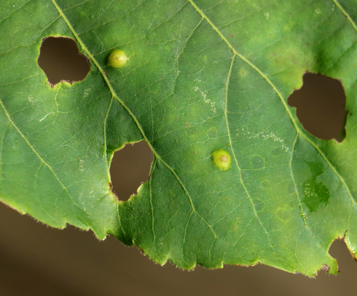 Hickory Gall Midge - Caryomyia biretta Host: Carya sp.<br />
<figure class="photo"><a href="https://www.jungledragon.com/image/151014/hickory_gall_midge_-_caryomyia_biretta.html" title="Hickory Gall Midge - Caryomyia biretta"><img src="https://s3.amazonaws.com/media.jungledragon.com/images/3232/151014_thumb.jpg?AWSAccessKeyId=05GMT0V3GWVNE7GGM1R2&Expires=1759968010&Signature=WXlbLWos%2FkUh%2B48REtfP8aUNJ0Y%3D" width="200" height="152" alt="Hickory Gall Midge - Caryomyia biretta Host: Carya sp.<br />
https://www.jungledragon.com/image/151014/hickory_gall_midge_-_caryomyia_biretta.html<br />
https://www.jungledragon.com/image/151016/hickory_gall_midge_-_caryomyia_biretta.html<br />
https://www.jungledragon.com/image/151015/hickory_gall_midge_-_caryomyia_biretta.html Caryomyia biretta,Geotagged,Summer,United States" /></a></figure><br />
<figure class="photo"><a href="https://www.jungledragon.com/image/151016/hickory_gall_midge_-_caryomyia_biretta.html" title="Hickory Gall Midge - Caryomyia biretta"><img src="https://s3.amazonaws.com/media.jungledragon.com/images/3232/151016_thumb.jpg?AWSAccessKeyId=05GMT0V3GWVNE7GGM1R2&Expires=1759968010&Signature=LwEy87EVT19MaS%2BUS%2FLe9QdzViA%3D" width="200" height="168" alt="Hickory Gall Midge - Caryomyia biretta Host: Carya sp.<br />
https://www.jungledragon.com/image/151014/hickory_gall_midge_-_caryomyia_biretta.html<br />
https://www.jungledragon.com/image/151016/hickory_gall_midge_-_caryomyia_biretta.html<br />
https://www.jungledragon.com/image/151015/hickory_gall_midge_-_caryomyia_biretta.html Caryomyia biretta,Geotagged,Summer,United States" /></a></figure><br />
<figure class="photo"><a href="https://www.jungledragon.com/image/151015/hickory_gall_midge_-_caryomyia_biretta.html" title="Hickory Gall Midge - Caryomyia biretta"><img src="https://s3.amazonaws.com/media.jungledragon.com/images/3232/151015_thumb.jpg?AWSAccessKeyId=05GMT0V3GWVNE7GGM1R2&Expires=1759968010&Signature=ZZQHqfnXAoLlES7IuC55lD6p2qU%3D" width="126" height="152" alt="Hickory Gall Midge - Caryomyia biretta Host: Carya sp.<br />
https://www.jungledragon.com/image/151014/hickory_gall_midge_-_caryomyia_biretta.html<br />
https://www.jungledragon.com/image/151016/hickory_gall_midge_-_caryomyia_biretta.html<br />
https://www.jungledragon.com/image/151015/hickory_gall_midge_-_caryomyia_biretta.html Caryomyia biretta,Geotagged,Summer,United States,carya,caryomyia,gall,gall midge,hickory gall midge" /></a></figure> Caryomyia biretta,Geotagged,Summer,United States