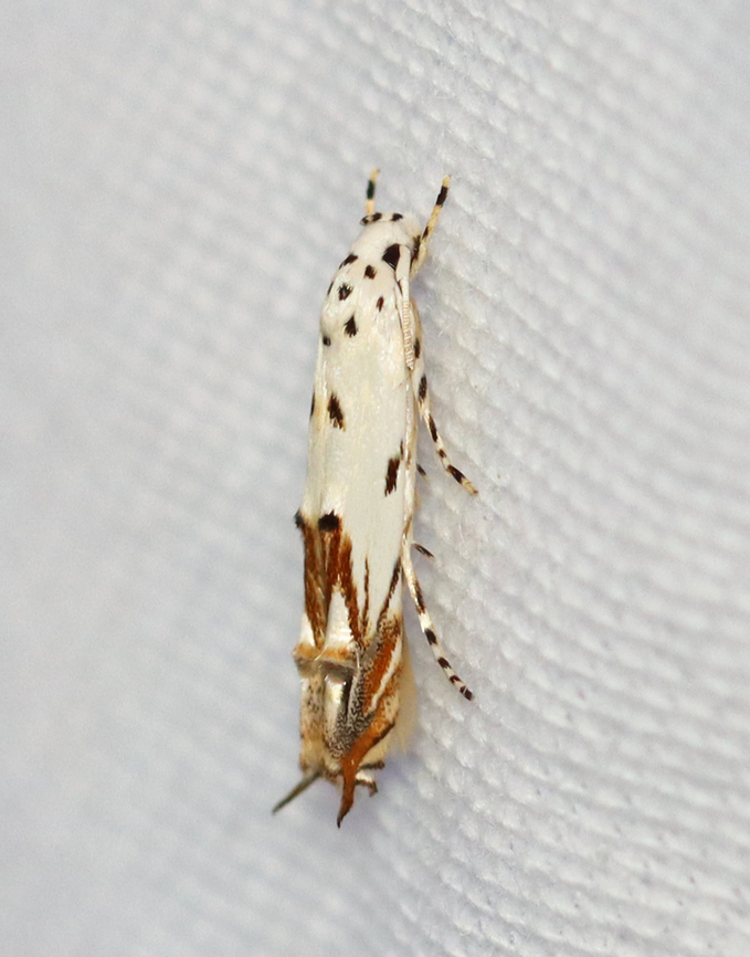 Red-streaked mompha - Mompha eloisella Habitat: Attracted to a 395 nm LED light; semi-rural area<br />
<br />
2023 (20) Geotagged,Mompha,Mompha eloisella,Red-streaked Mompha,Summer,United States,momphidae,moth