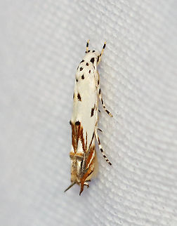 Red-streaked mompha - Mompha eloisella Habitat: Attracted to a 395 nm LED light; semi-rural area

2023 (20) Geotagged,Mompha,Mompha eloisella,Red-streaked Mompha,Summer,United States,momphidae,moth