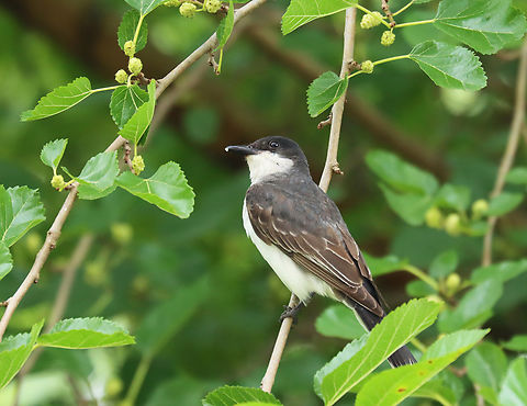 Eastern Kingbird - Tyrannus tyrannus A new visitor to the mulberry tree.

Habitat: Semi-rural yard

 Eastern kingbird,Geotagged,Summer,Tyrannus,Tyrannus tyrannus,United States,kingbird,mulberry,tyrant flycatcher