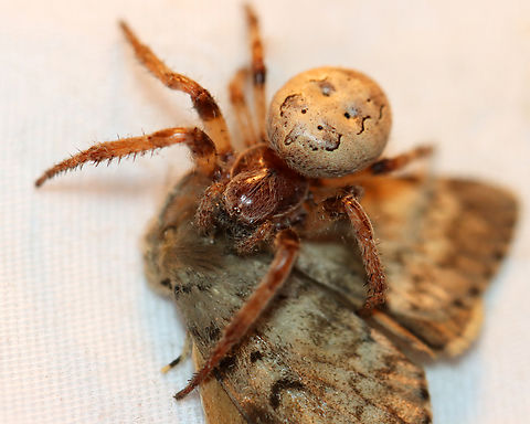 Furrow Spider - Larinioides cornutus Larinioides cornutus 1, Lymantria dispar 0

Habitat: This spider (and friends) have webs above my moth sheet Furrow Orb Spider,Geotagged,Larinioides cornutus,Summer,United States,larinioides,lymantria,moth,spider,spongy moth
