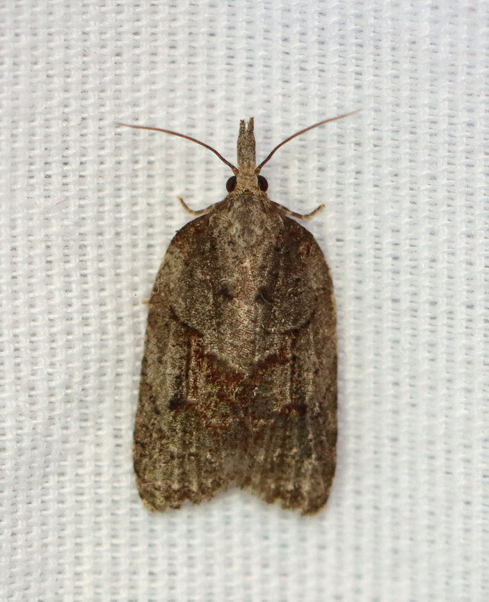 Tufted Apple Bud Moth - Platynota idaeusalis Habitat: Attracted to a 395 nm LED light in a semi-rural area.<br />
<br />
2023 (21) Geotagged,Platynota,Platynota idaeusalis,Summer,Tortricidae,Tufted apple bud moth,United States,moth