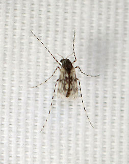 Midge - Ablabesmyia sp. TL: ~3 mm

Habitat: Attracted to a light; semi-rural area Ablabesmyia,Chironomidae,Geotagged,Summer,Tanypodinae,United States,midge