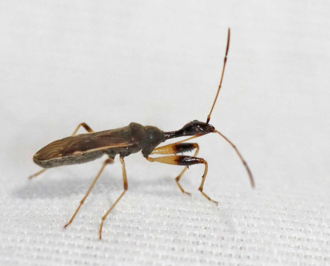 Long-necked Seed Bug - Myodocha serripes Habitat: Attracted to a light; semi-rural area Geotagged,Long-necked Seed Bug,Myodocha,Myodocha serripes,Rhyparochromidae,Seed Bug,Spring,United States