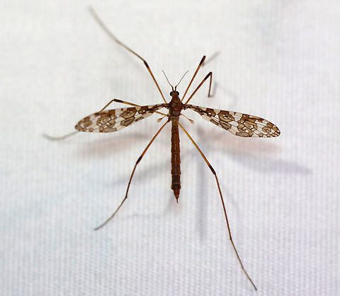Band-winged Cranefly - Epiphragma fasciapenne Habitat: Attracted to a light; semi-rural area Band-winged Cranefly,Epiphragma,Epiphragma fasciapenne,Geotagged,Spring,United States,cranefly,diptera,limoniidae