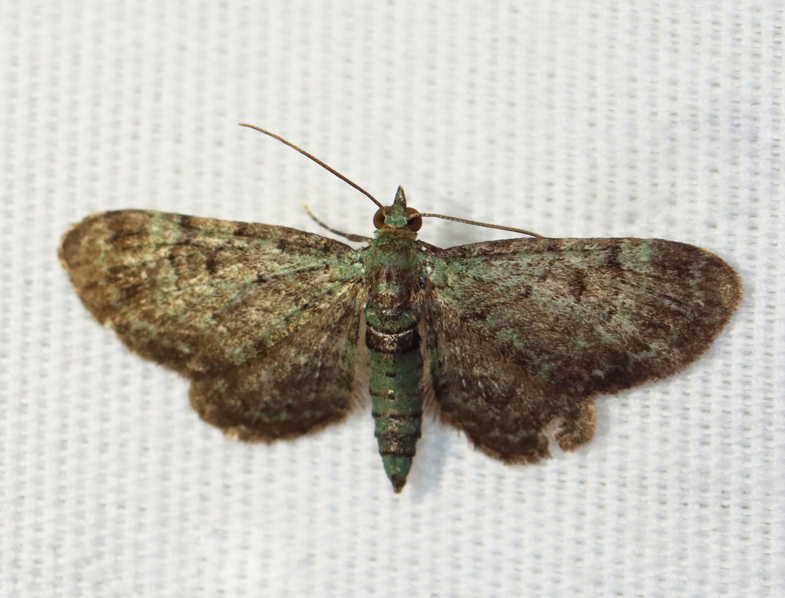 Green Pug - Pasiphila rectangulata Habitat: Attracted to a 395 nm LED light; semi-rural area<br />
<br />
2023 (d) Geometridae,Geotagged,Green pug,Pasiphila,Pasiphila rectangulata,Spring,United States,moth,pug