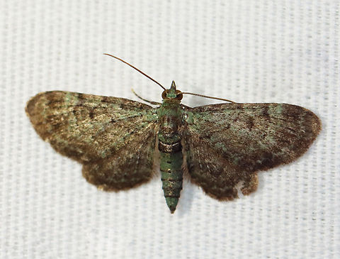 Green Pug - Pasiphila rectangulata Habitat: Attracted to a 395 nm LED light; semi-rural area

2023 (d) Geometridae,Geotagged,Green pug,Pasiphila,Pasiphila rectangulata,Spring,United States,moth,pug