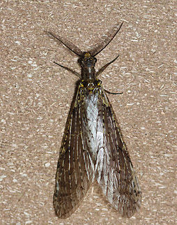 Summer Fishfly - Chauliodes rastricornis Habitat: Attracted to a 395 nm LED light; semi-rural area Chauliodes,Chauliodes rastricornis,Corydalidae,Geotagged,Spring,United States,fishfly