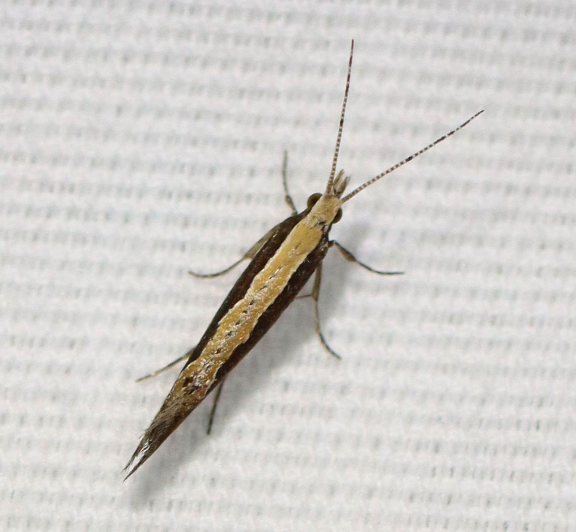 Diamondback moth - Plutella xylostella Habitat: Attracted to a 395 nm LED light in a semi-rural area<br />
<br />
2023(22) Diamondback moth,Geotagged,Plutella,Plutella xylostella,Plutellidae,Summer,United States,moth