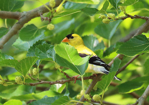 American Goldfinch - Spinus tristis Habitat: Mulberry tree American goldfinch,Geotagged,Spinus,Spinus tristis,Summer,United States,bird,goldfinch,mulberry