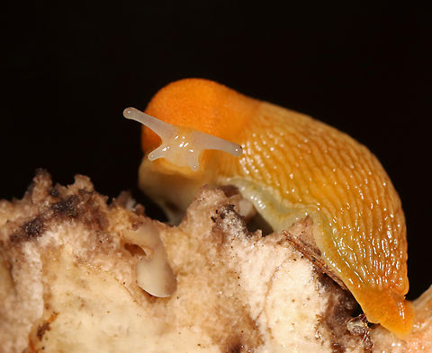 Slug - Arion subfuscus Feasting on a mushroom.

Habitat: Deciduous forest
https://www.jungledragon.com/image/151320/slug_-_arion_subfuscus.html Arion fuscus,Dusky Arion,Geotagged,Summer,United States