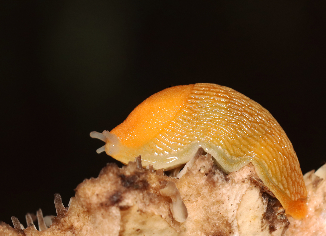 Slug - Arion subfuscus Feasting on a mushroom.<br />
<br />
Habitat: Deciduous forest<br />
<figure class="photo"><a href="https://www.jungledragon.com/image/151319/slug_-_arion_subfuscus.html" title="Slug - Arion subfuscus"><img src="https://s3.amazonaws.com/media.jungledragon.com/images/3232/151319_thumb.jpg?AWSAccessKeyId=05GMT0V3GWVNE7GGM1R2&Expires=1767225610&Signature=H%2BtocZKMhC2jCKgui8I5ZN1Fb0Q%3D" width="200" height="164" alt="Slug - Arion subfuscus Feasting on a mushroom.<br />
<br />
Habitat: Deciduous forest<br />
https://www.jungledragon.com/image/151320/slug_-_arion_subfuscus.html Arion fuscus,Dusky Arion,Geotagged,Summer,United States" /></a></figure> Arion subfuscus,Dusky Arion,Geotagged,Summer,United States,arion,slug