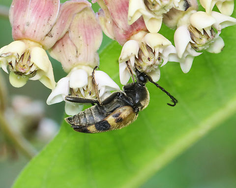 Flower Longhorn Beetle - Judolia cordifera Habitat: Found on milkweed in a garden Geotagged,Judolia,Judolia cordifera,Summer,United States,beetle,cerambycidae,longhorn beetle