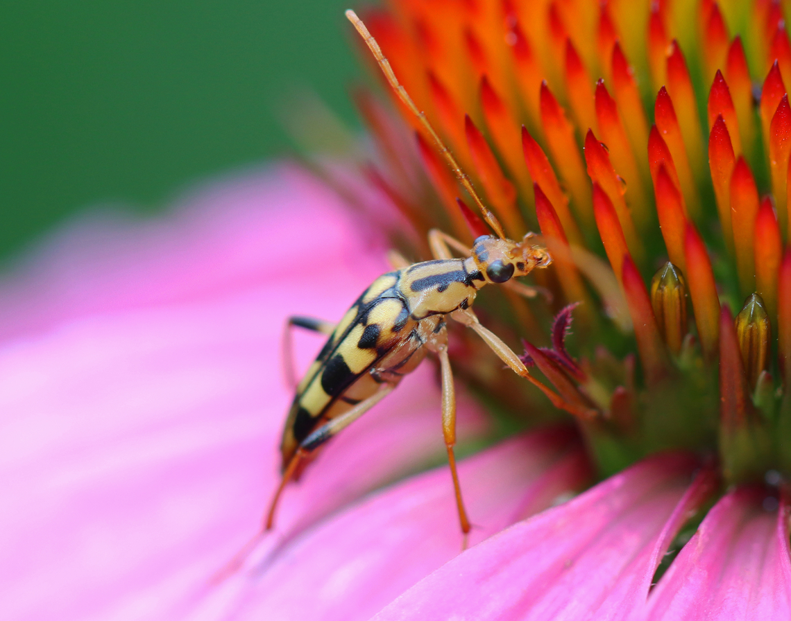 Flower Longhorn Beetle - Strangalia luteicornis Habitat: Meadow Flower Longhorn Beetle,Geotagged,Longhorn beetle,Strangalia,Strangalia luteicornis,Summer,United States,beetle,cerambycidae