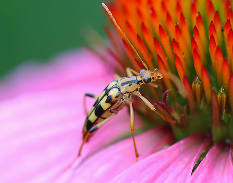 Flower Longhorn Beetle - Strangalia luteicornis Habitat: Meadow Flower Longhorn Beetle,Geotagged,Longhorn beetle,Strangalia,Strangalia luteicornis,Summer,United States,beetle,cerambycidae