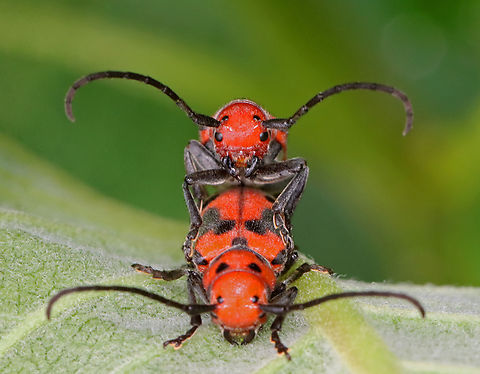 Red Milkweed Beetles - Tetraopes tetrophthalmus The scientific name is derived from the Ancient Greek for "four eyes." Many longhorn beetles have antennae that are situated very near the eye. However, in the red milkweed beetle, this adaptation has been carried to an extreme: the bases of the antennae actually bisect the eye.

Habitat: Milkweed; meadow Geotagged,Red milkweed beetle,Summer,Tetraopes,Tetraopes tetrophthalmus,United States,beetle,cerambycidae,milkweed beetle