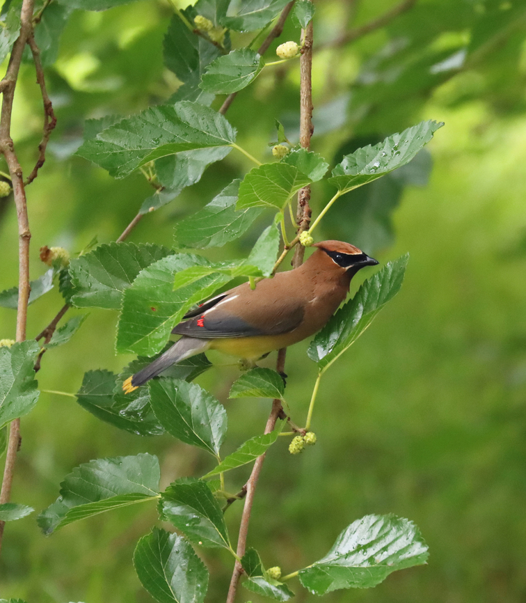 Cedar Waxwing - Bombycilla cedrorum Feasting on mulberries in the rain.<br />
<br />
Habitat: Mulberry tree in a semi-rural yard<br />
<figure class="photo"><a href="https://www.jungledragon.com/image/151352/cedar_waxwing_-_bombycilla_cedrorum.html" title="Cedar Waxwing - Bombycilla cedrorum"><img src="https://s3.amazonaws.com/media.jungledragon.com/images/3232/151352_thumb.jpg?AWSAccessKeyId=05GMT0V3GWVNE7GGM1R2&Expires=1769040010&Signature=aPY2j%2BVLR2gLNK3C8gqkMuz%2B%2B%2FA%3D" width="200" height="152" alt="Cedar Waxwing - Bombycilla cedrorum Feasting on mulberries in the rain.<br />
<br />
Habitat: Mulberry tree in a semi-rural yard<br />
https://www.jungledragon.com/image/151351/cedar_waxwing_-_bombycilla_cedrorum.html Bombycilla,Bombycilla cedrorum,Cedar Waxwing,Geotagged,Summer,United States,bird,mulberry,waxwing" /></a></figure> Bombycilla cedrorum,Cedar Waxwing,Geotagged,Summer,United States,mulberry
