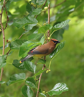 Cedar Waxwing - Bombycilla cedrorum Feasting on mulberries in the rain.

Habitat: Mulberry tree in a semi-rural yard
https://www.jungledragon.com/image/151352/cedar_waxwing_-_bombycilla_cedrorum.html Bombycilla cedrorum,Cedar Waxwing,Geotagged,Summer,United States,mulberry
